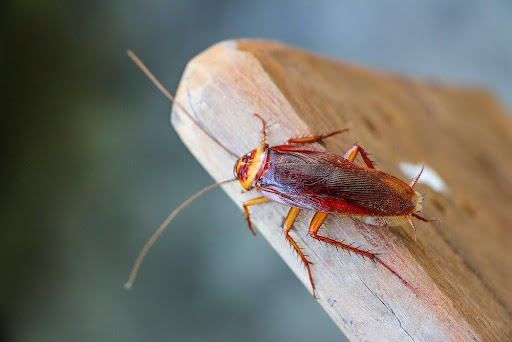 close up of an american cockroach