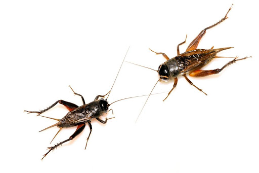 close up of two field crickets on a white backround
