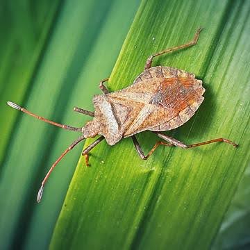 close up of a dock bug on a leaf